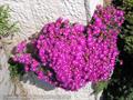 Rosy dew plant